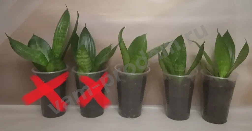 Сансевиерия Ханни