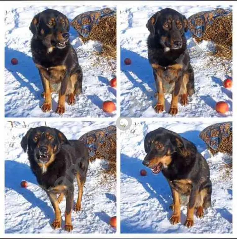 Собака в добрые руки