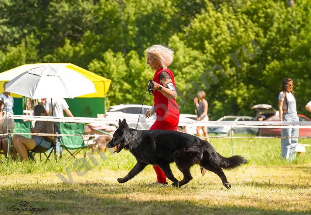 кобель для вязки