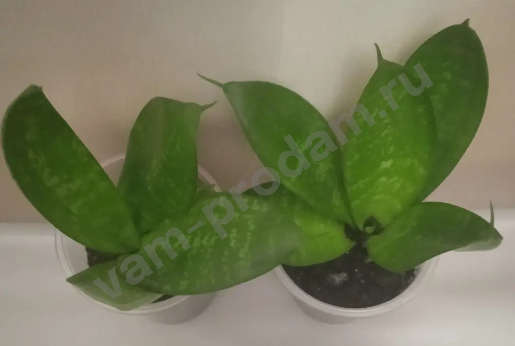 Сансевиерия Ханни