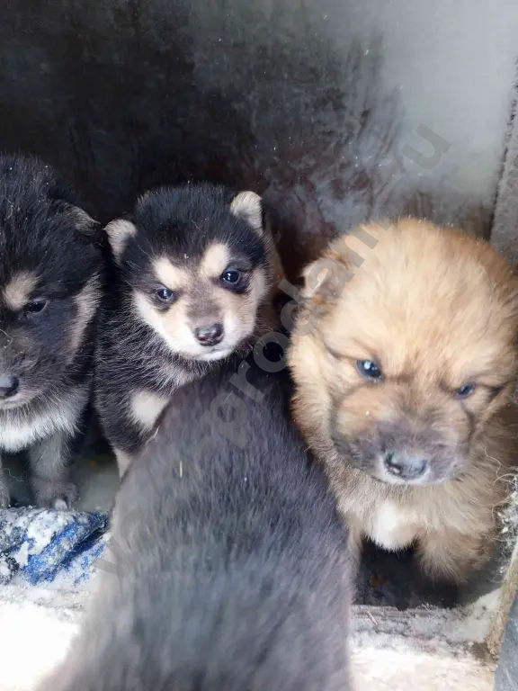 Щенки собак крупных пород