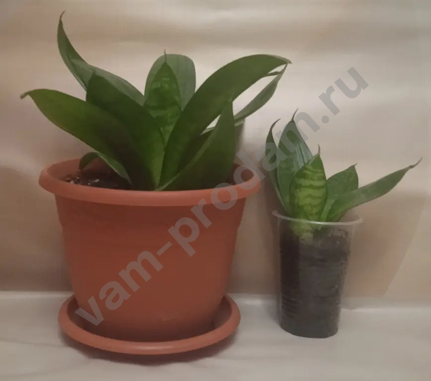 Сансевиерия Ханни