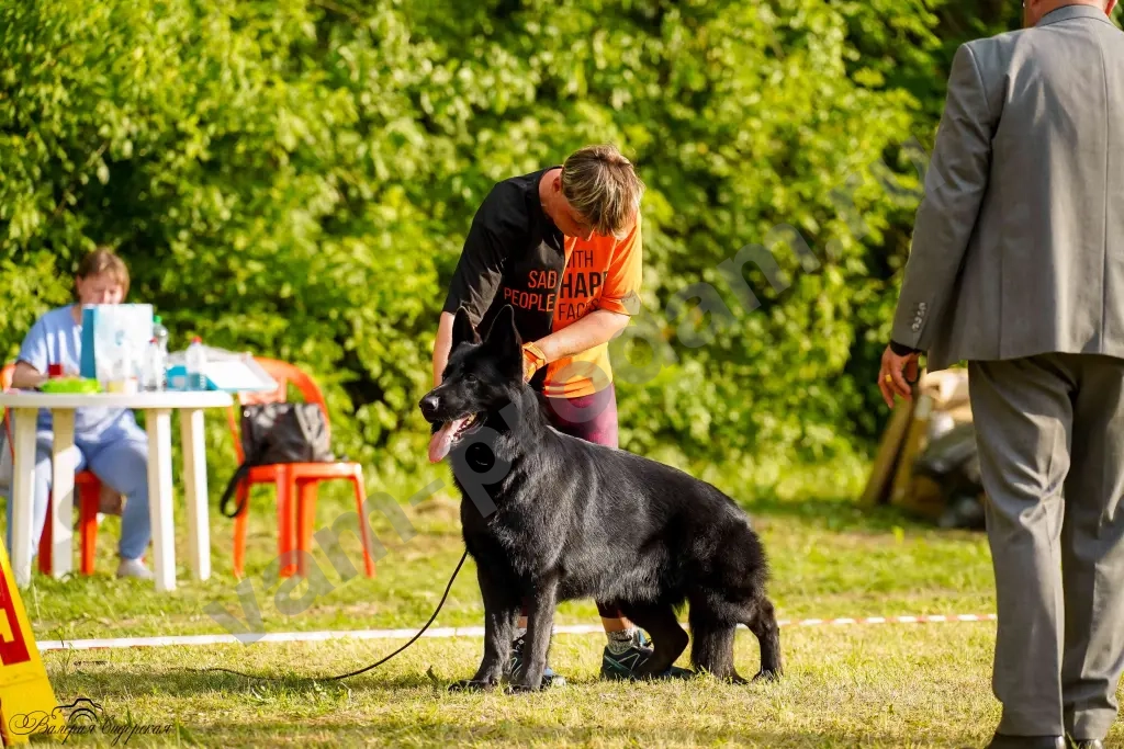 кобель для вязки