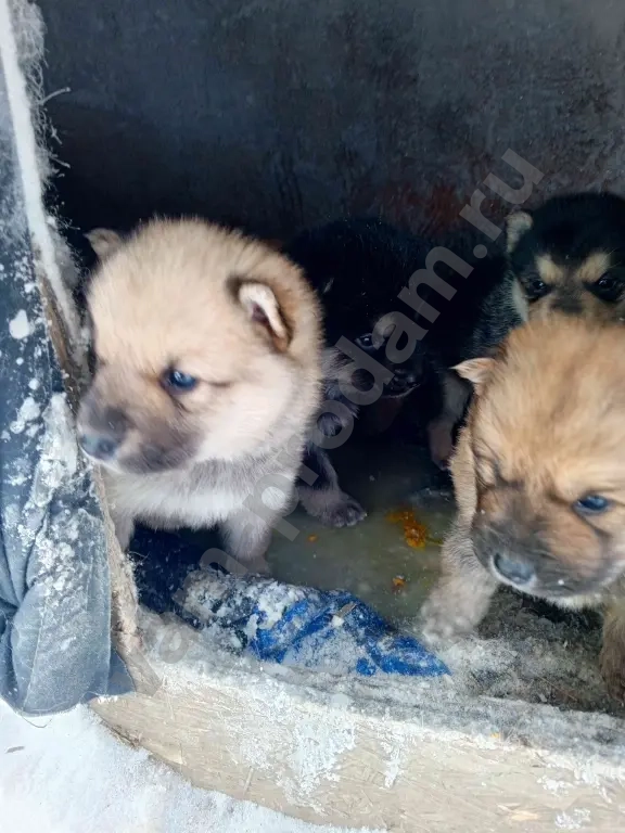 Щенки собак крупных пород