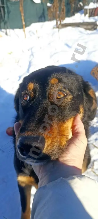 Собака в добрые руки