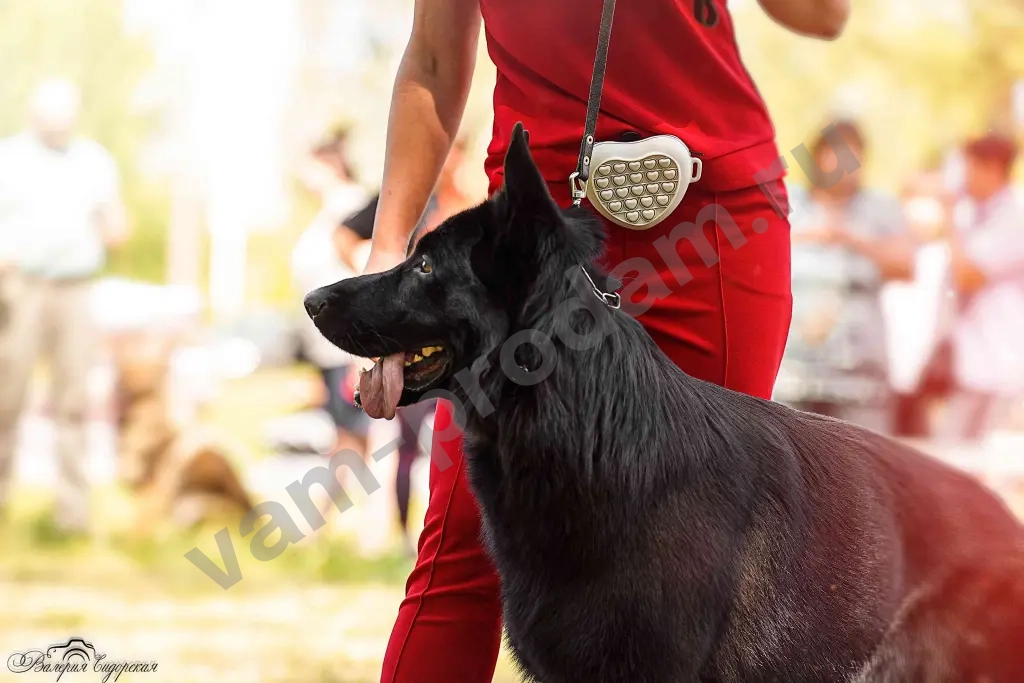 кобель для вязки