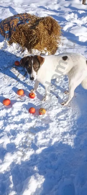 Собака ищет дом