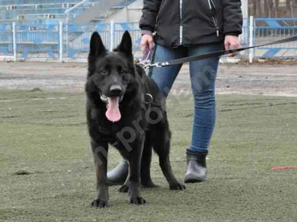 кобель для вязки