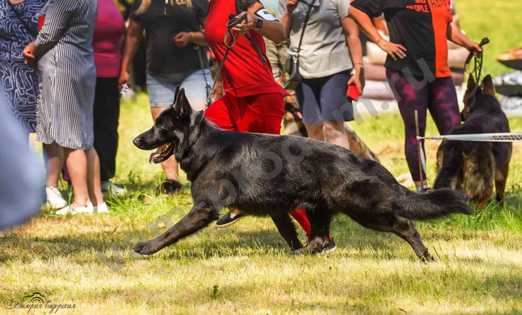 кобель для вязки