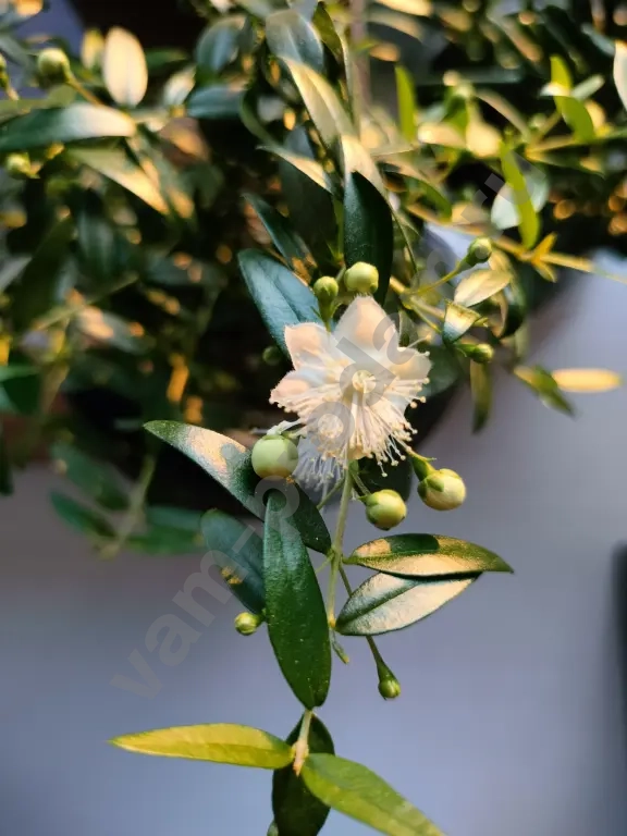 Мирт - райское дерево