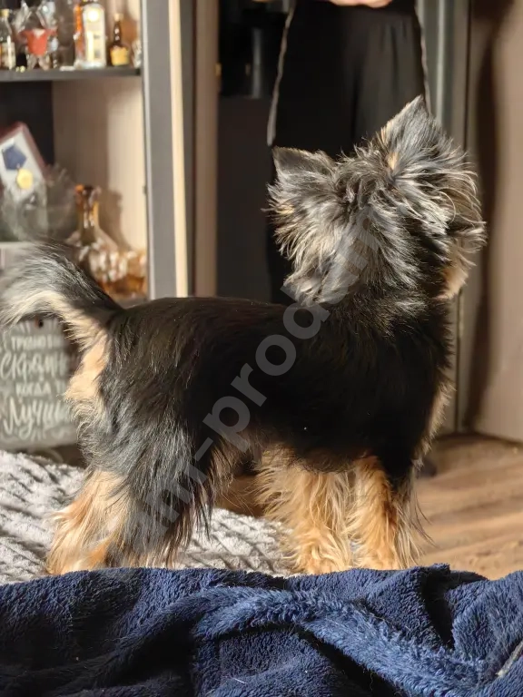 Йоркширский терьер