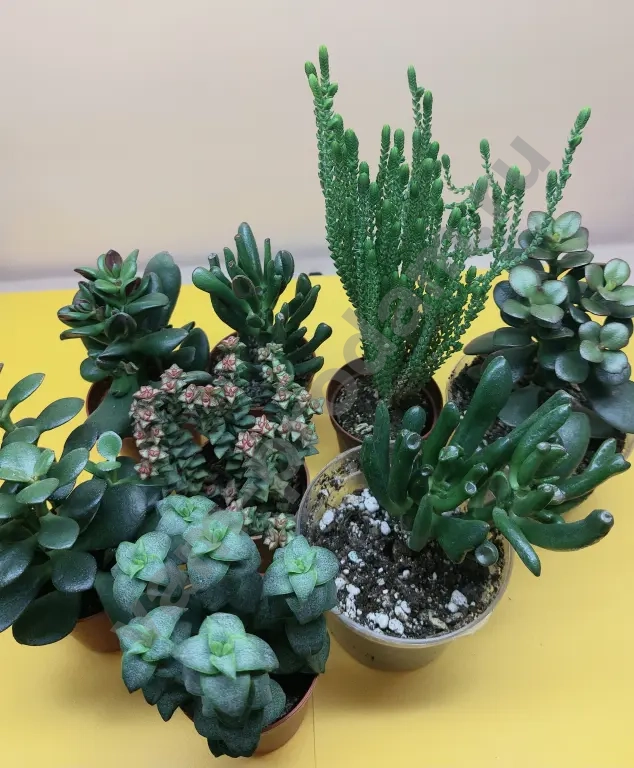 Суккуленты, флорариумы, корпоративные подарки из суккулентов