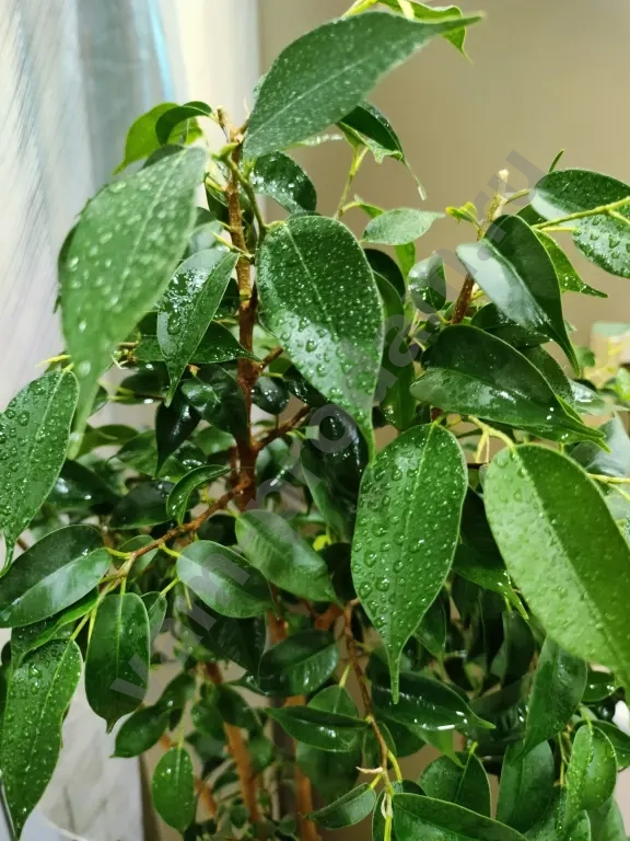 Фикус Бенджамина, деревце 10 лет