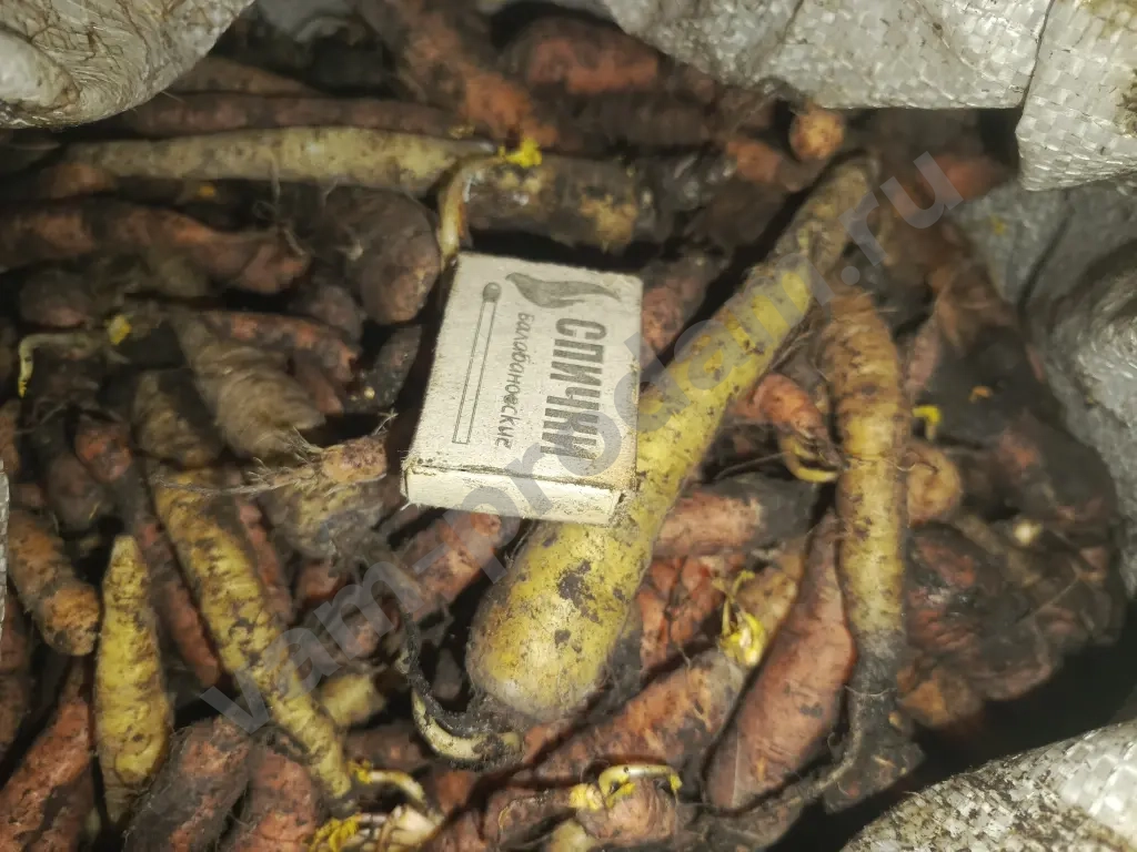 мелкая морковь на корм скоту