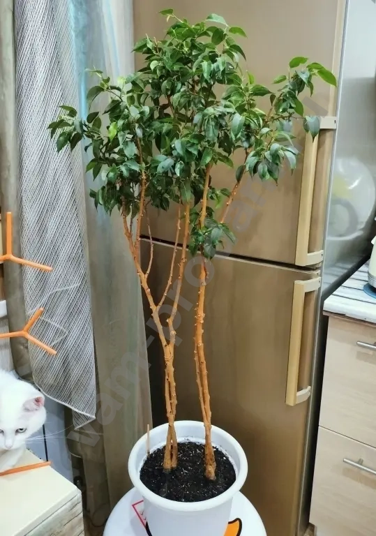 Фикус Бенджамина, деревце 10 лет