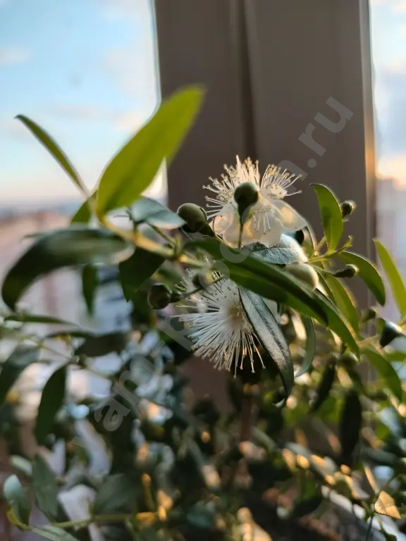 Мирт - райское дерево