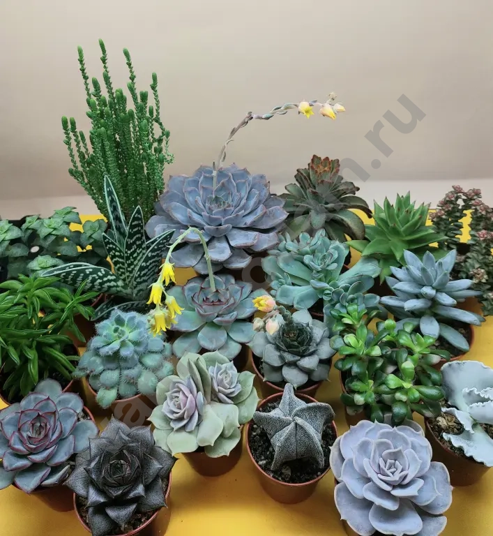 Суккуленты, флорариумы, корпоративные подарки из суккулентов