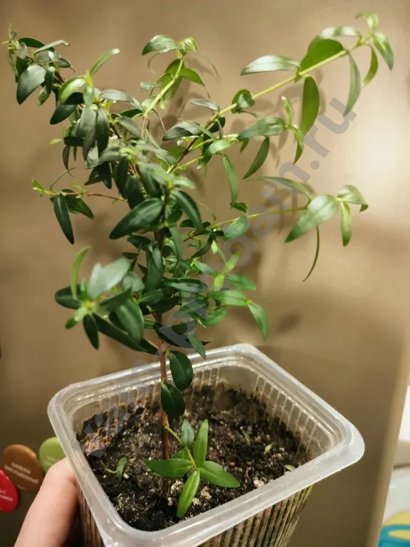 Мирт - райское дерево