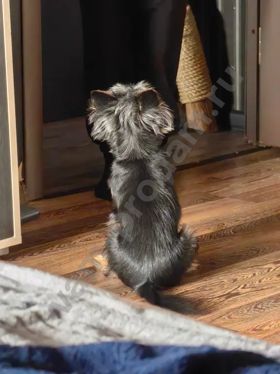 Йоркширский терьер