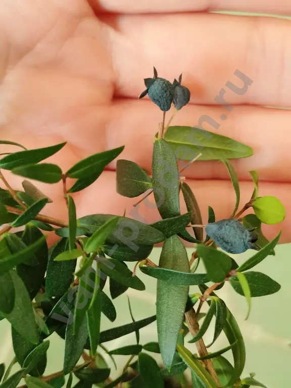 Мирт - райское дерево