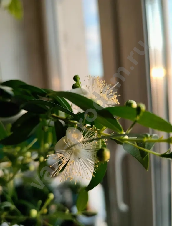 Мирт - райское дерево