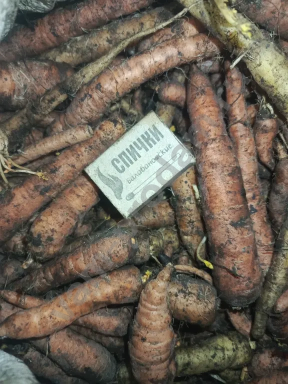 мелкая морковь на корм скоту