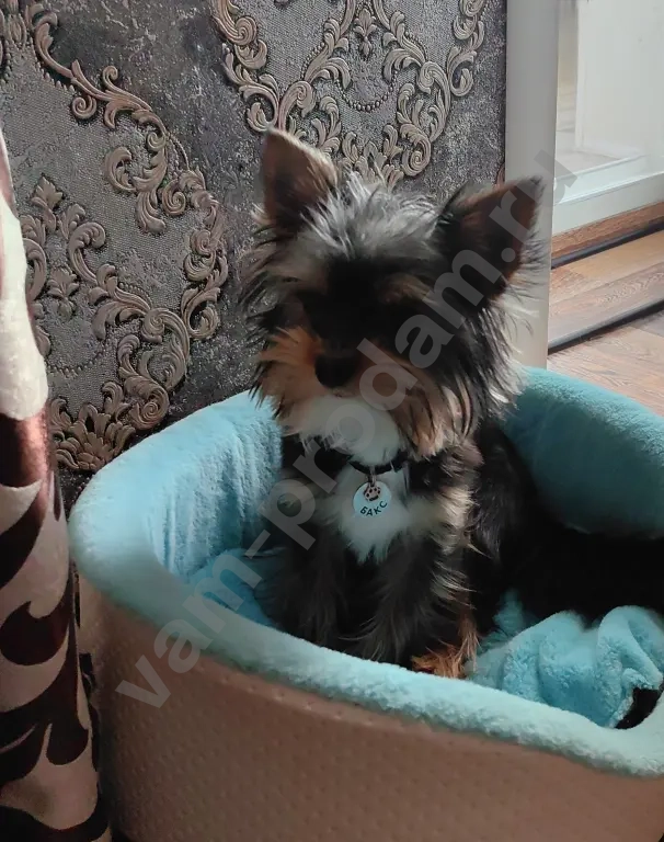 Йоркширский терьер