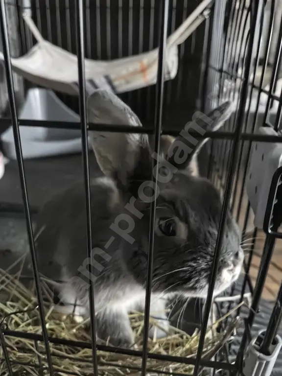 Декоративный кролик