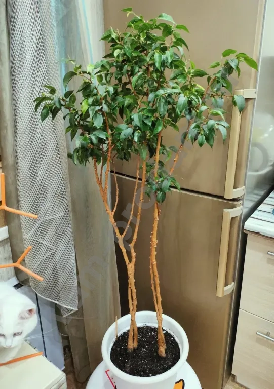 Фикус Бенджамина, деревце 10 лет