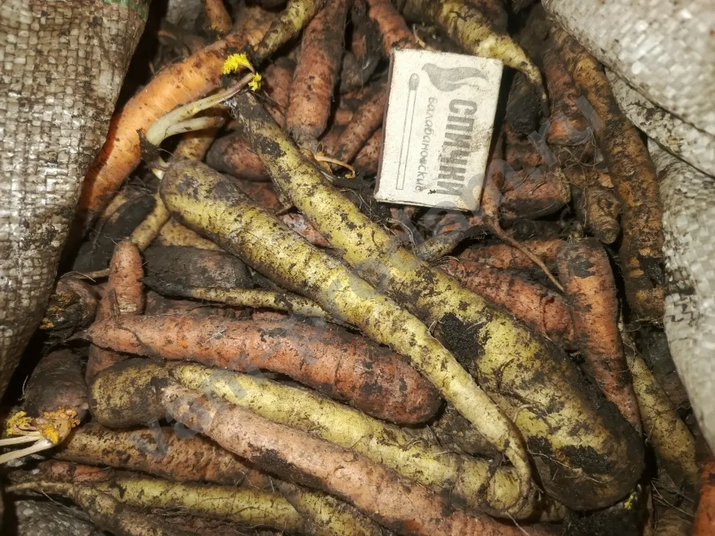 мелкая морковь на корм скоту