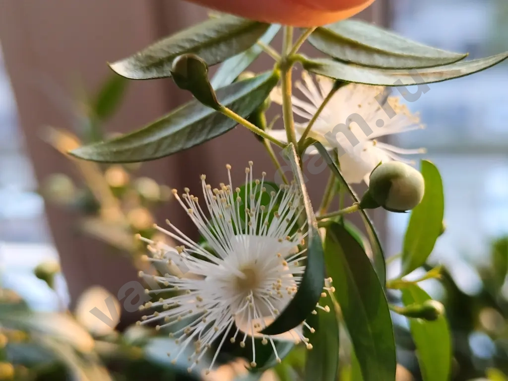 Мирт - райское дерево