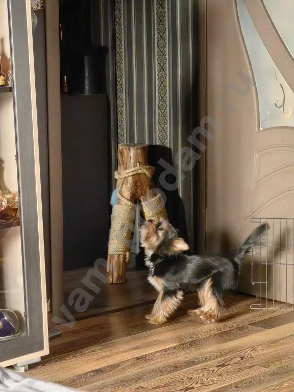 Йоркширский терьер