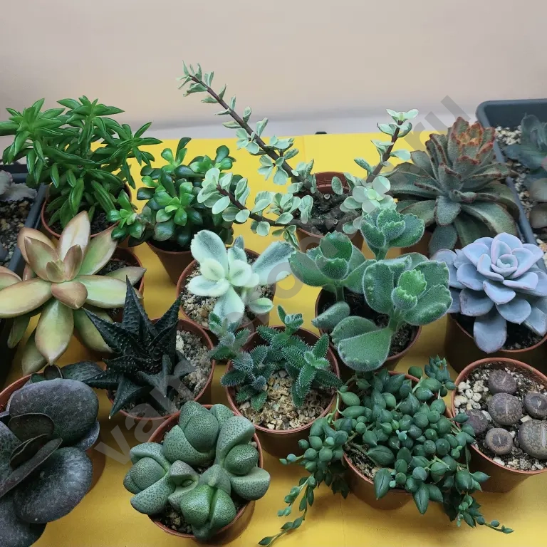 Суккуленты, флорариумы, корпоративные подарки из суккулентов