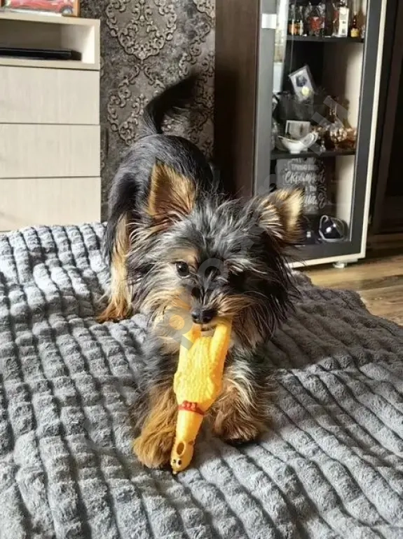 Йоркширский терьер