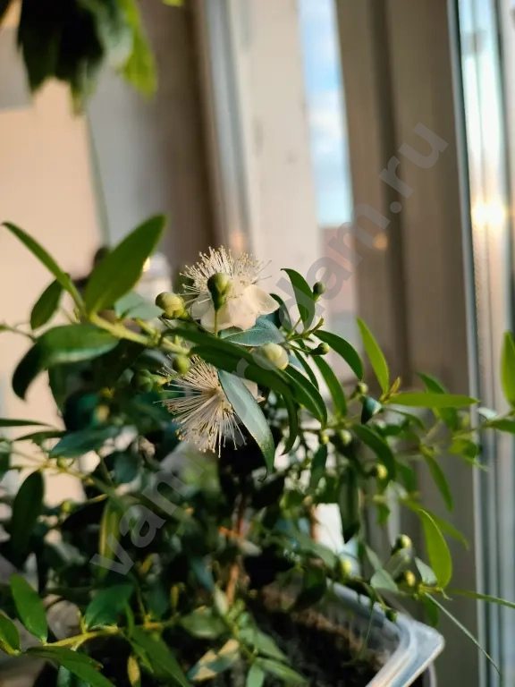 Мирт - райское дерево