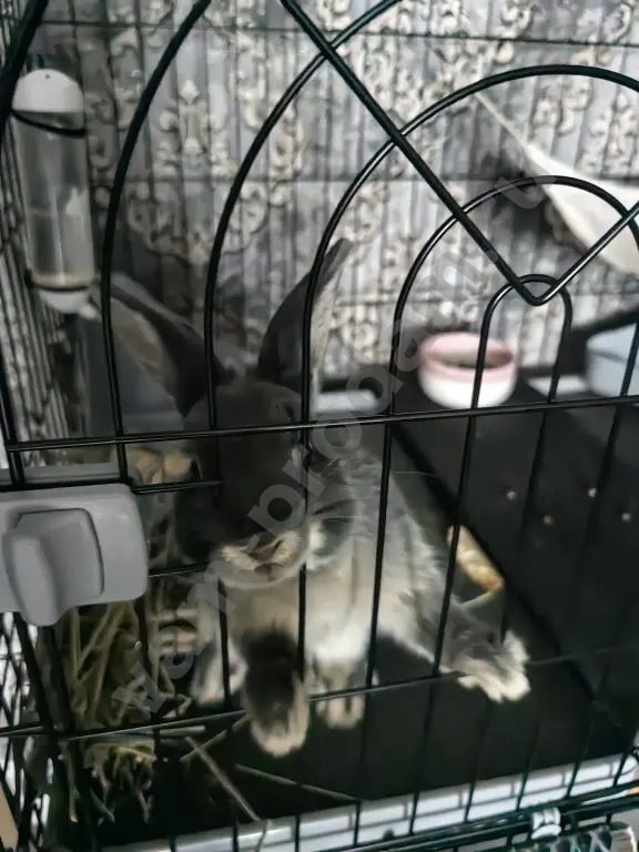 Декоративный кролик