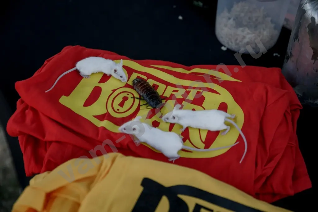 Выездной большой квест Форт Боярд на праздник