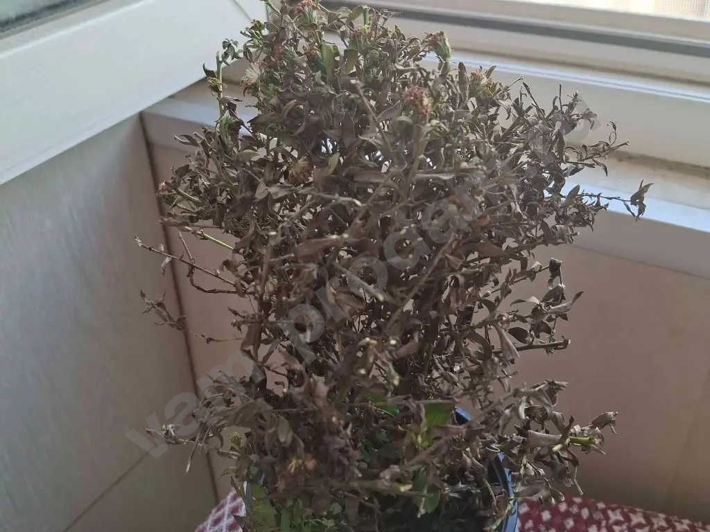 Низкорослые Сентябринки