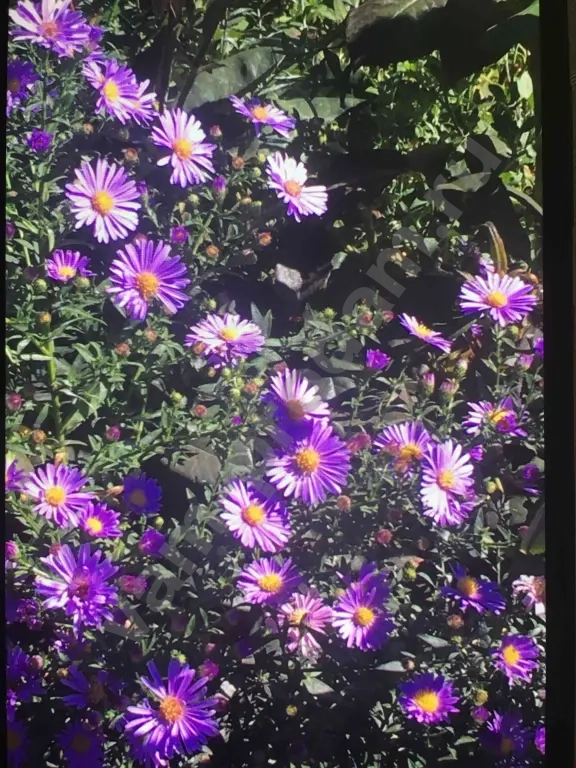 Низкорослые Сентябринки