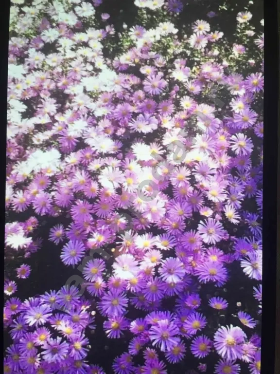 Низкорослые Сентябринки