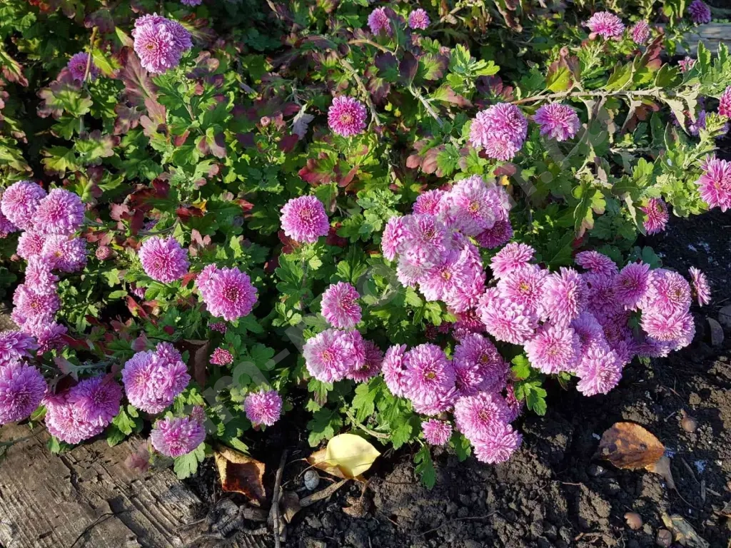 Дубочки Хризантем Малиновые с белой каймой