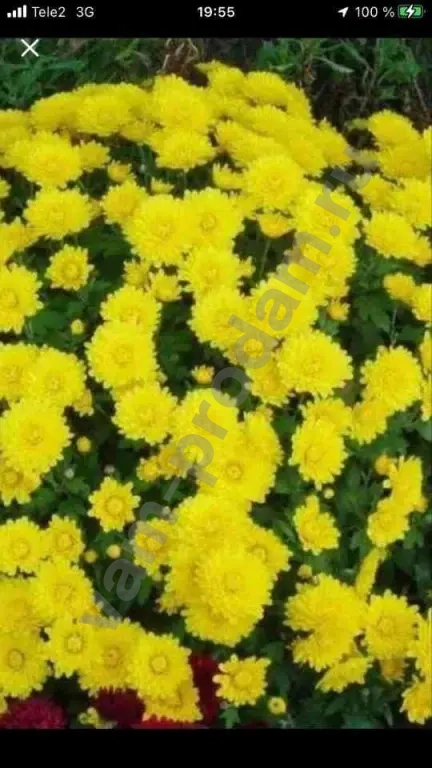 Жёлтые Дубочки Хризантем