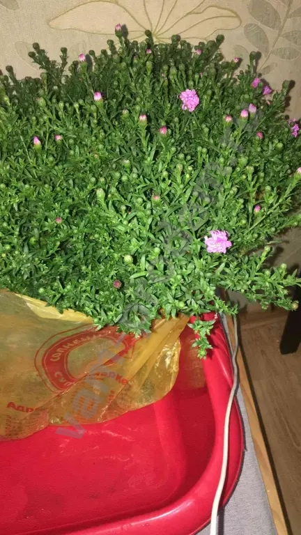 Низкорослые Сентябринки