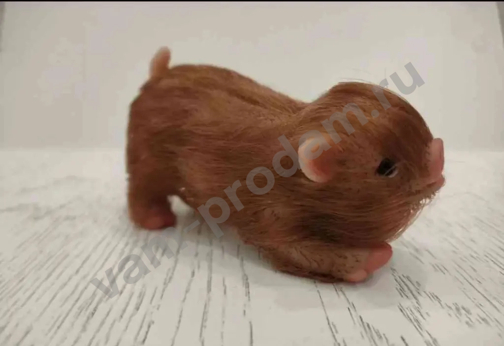 Свинка реборн,мини пиг