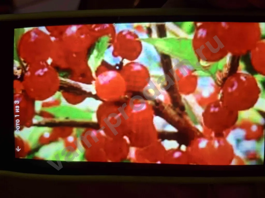 Войлочная Вишня