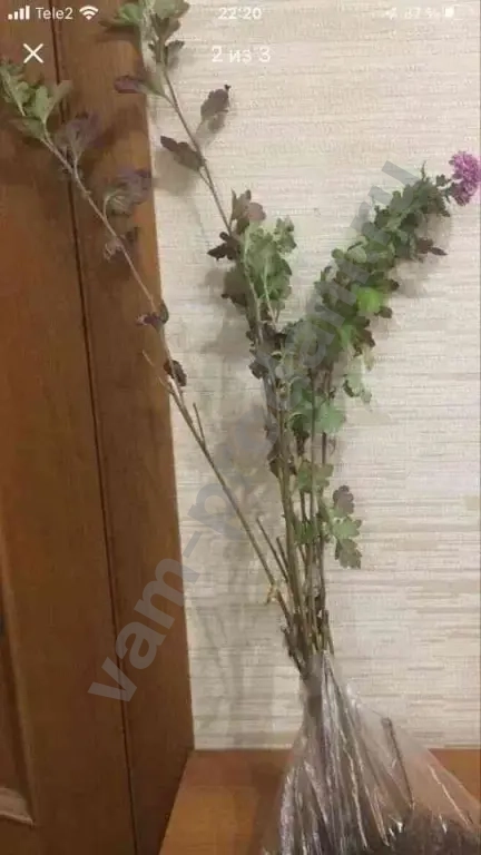 Дубочки Хризантем Малиновые с белой каймой