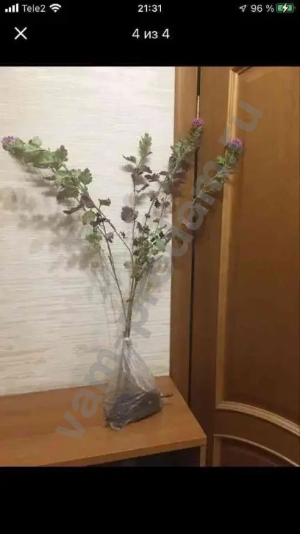 Дубочки Хризантем Малиновые с белой каймой