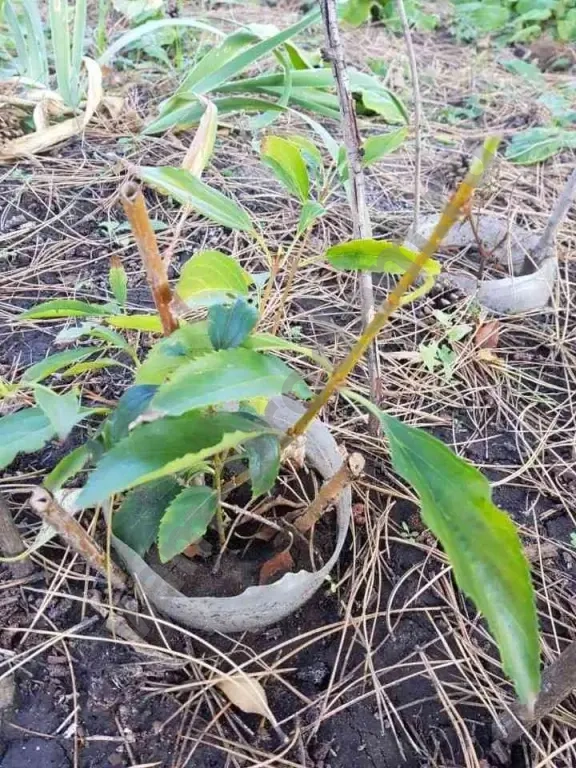 Фарзиция Саженец