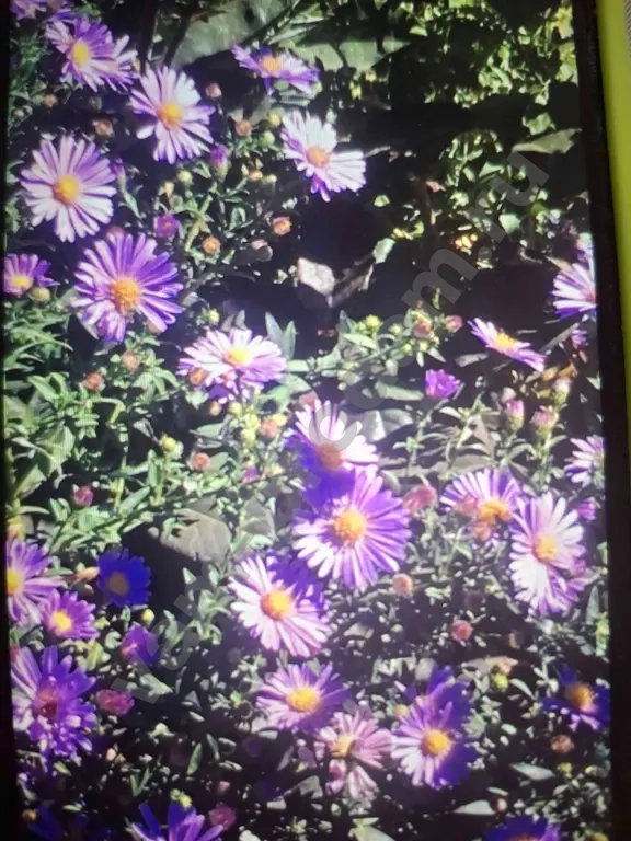 Низкорослые Сентябринки