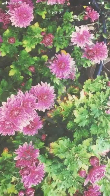 Дубочки Хризантем Малиновые с белой каймой